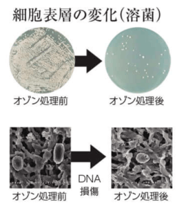 細胞表層の変化(溶菌)